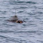 MARINE TURTLE RELEASE by R.Filippetti