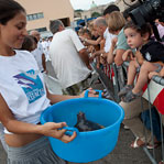 MARINE TURTLE RELEASE by R.Filippetti