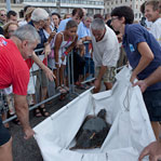 MARINE TURTLE RELEASE by R.Filippetti