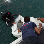 MARINE TURTLE RELEASE by R.Filippetti